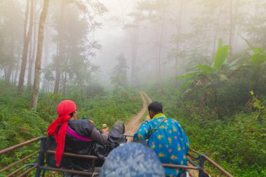 Doi Mon Jong, Chiang Mai, Tayland 'da, dağların yakınında sisli bir şekilde kamyonda ve çam ormanında oturan bir adam var.