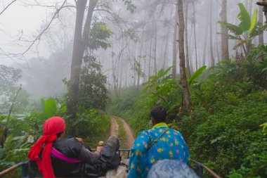 Doi Mon Jong, Chiang Mai, Tayland 'da, dağların yakınında sisli bir şekilde kamyonda ve çam ormanında oturan bir adam var.