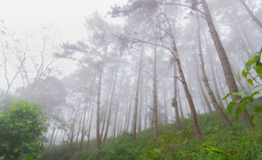 Doi Mon Jong, Chiang Mai, Tayland 'da dağın yakınında sisli bir çam ağacı ormanı.
