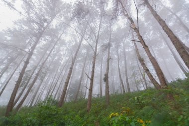 Doi Mon Jong, Chiang Mai, Tayland 'da dağın yakınında sisli bir çam ağacı ormanı.