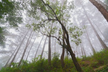 Doi Mon Jong, Chiang Mai, Tayland 'da dağın yakınında sisli bir çam ağacı ormanı.