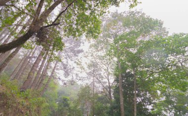 Doi Mon Jong, Chiang Mai, Tayland 'da dağın yakınında sisli bir çam ağacı ormanı.