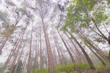 Doi Mon Jong, Chiang Mai, Tayland 'da dağın yakınında sisli bir çam ağacı ormanı.