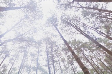 Doi Mon Jong, Chiang Mai, Tayland 'da dağın yakınında sisli bir çam ağacı ormanı.