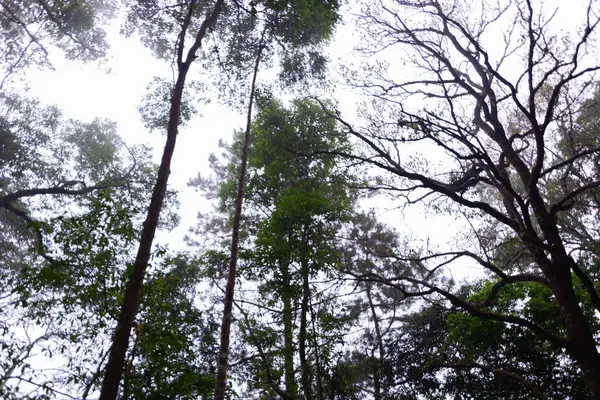 Doi Mon Jong, Chiang Mai, Tayland 'da dağın yakınında sisli bir çam ağacı ormanı. — Stok fotoğraf