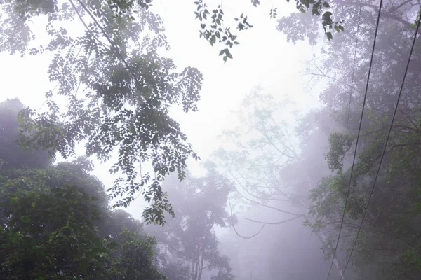 Сосновий ліс з туманом біля гори в Doi Mon Jong, Чіангмай, Таїланд. — стокове фото