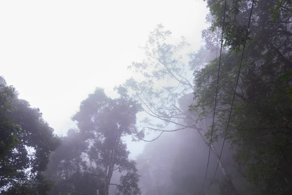 タイ・チェンマイの土井山の近くに霧のある松林 — ストック写真