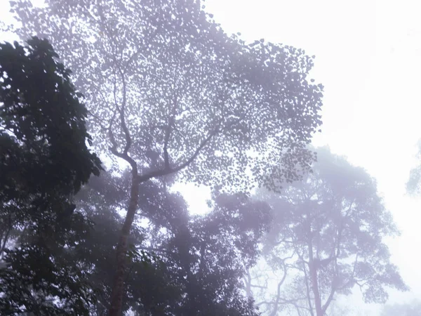 タイ・チェンマイの土井山の近くに霧のある松林 — ストック写真