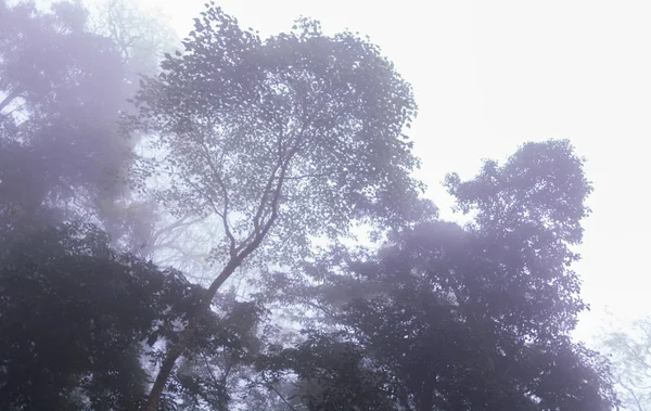 Bosque de pinos con niebla cerca de la montaña en Doi Mon Jong, Chiang Mai, Tailandia —  Fotos de Stock