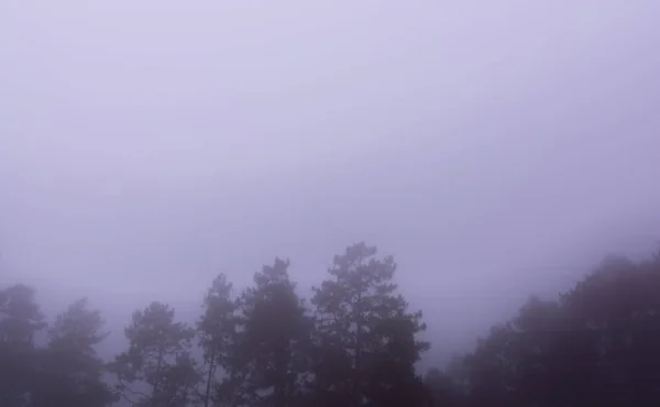 Pine tree forest with fog near mountain at Doi Mon Jong, Chiang Mai, Thailand — 스톡 사진