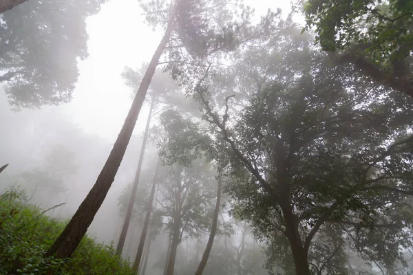 Bosque de pinos con niebla cerca de la montaña en Doi Mon Jong, Chiang Mai, Tailandia —  Fotos de Stock