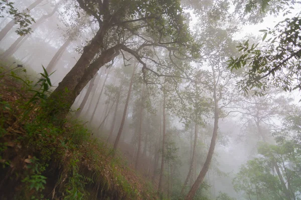 Bosque de pinos con niebla cerca de la montaña en Doi Mon Jong, Chiang Mai, Tailandia —  Fotos de Stock