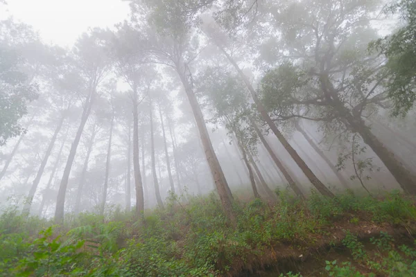 Bosque de pinos con niebla cerca de la montaña en Doi Mon Jong, Chiang Mai, Tailandia — Foto de Stock