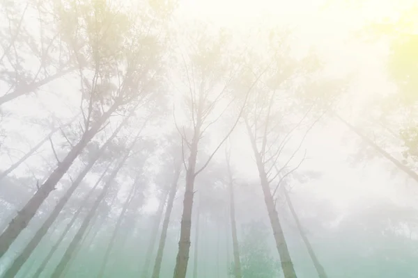 Pine tree forest with fog near mountain at Doi Mon Jong, Chiang Mai, Thailand — 스톡 사진