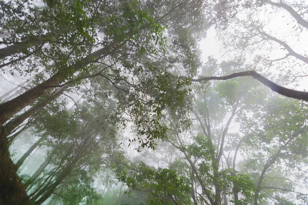 Δάσος πεύκου με ομίχλη κοντά στο βουνό στο Doi Mon Jong, Τσιάνγκ Μάι, Ταϊλάνδη — Φωτογραφία Αρχείου