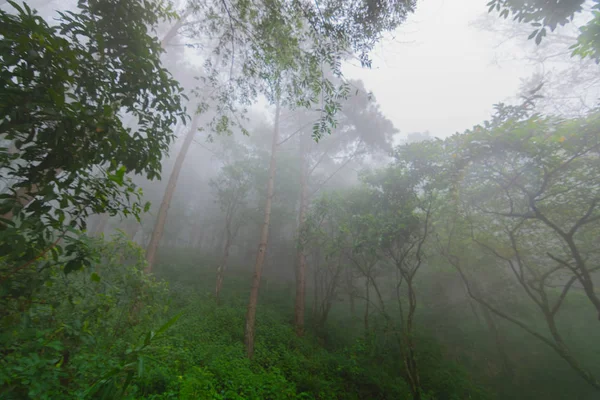 Сосновий ліс з туманом біля гори в Doi Mon Jong, Чіангмай, Таїланд. — стокове фото