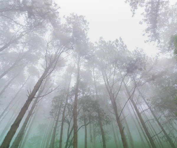 Pine tree forest with fog near mountain at Doi Mon Jong, Chiang Mai, Thailand — 스톡 사진