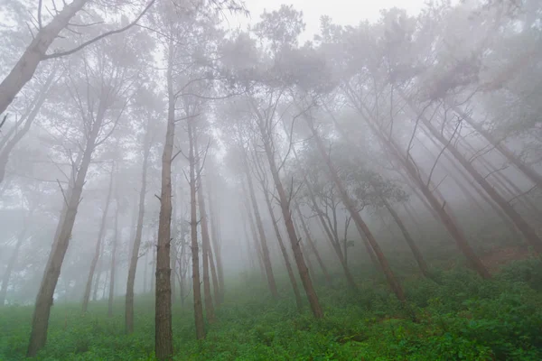 Bosque de pinos con niebla cerca de la montaña en Doi Mon Jong, Chiang Mai, Tailandia — Foto de Stock