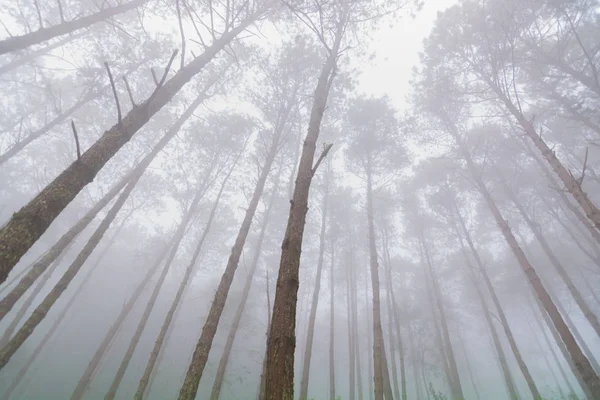 Pine tree forest with fog near mountain at Doi Mon Jong, Chiang Mai, Thailand — 스톡 사진
