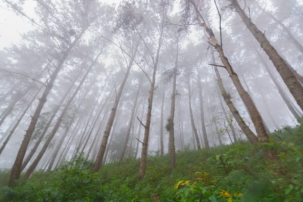 Forêt de pins avec brouillard près de la montagne à Doi Mon Jong, Chiang Mai, Thaïlande — Photo