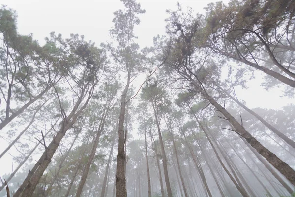 Pine tree forest with fog near mountain at Doi Mon Jong, Chiang Mai, Thailand — 스톡 사진