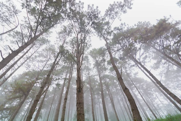 Bosque de pinos con niebla cerca de la montaña en Doi Mon Jong, Chiang Mai, Tailandia — Foto de Stock