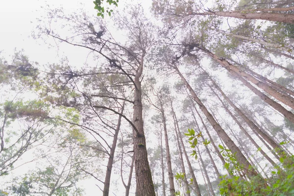 Bosque de pinos con niebla cerca de la montaña en Doi Mon Jong, Chiang Mai, Tailandia — Foto de Stock