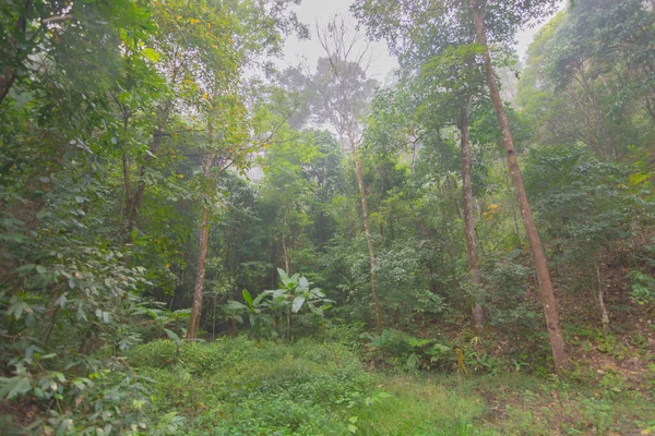 Hutan pohon pinus dengan kabut di dekat gunung di Doi Mon Jong, Chiang Mai, Thailand — Stok Foto