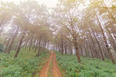 Doi Mon Jong, Chiang Mai, Tayland 'daki dağdan geçen kirli toprak yol.