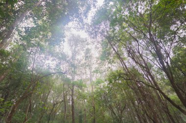 Doi Mon Jong, Chiang Mai, Tayland 'da dağın yakınında sisli bir çam ağacı ormanı.