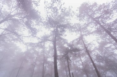 Doi Mon Jong, Chiang Mai, Tayland 'da dağın yakınında sisli bir çam ağacı ormanı.