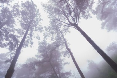 Doi Mon Jong, Chiang Mai, Tayland 'da dağın yakınında sisli bir çam ağacı ormanı.