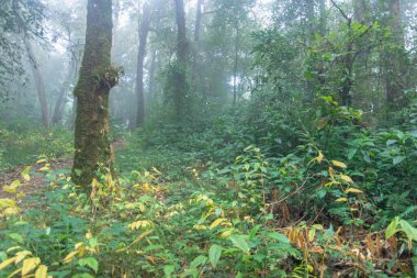 mon jong Ulusal Parkı 'nda tropikal yağmur ormanı, Chaing Mai, Tayland