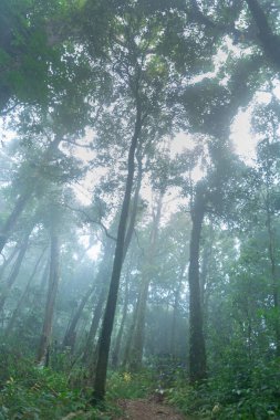 mon jong Ulusal Parkı 'nda tropikal yağmur ormanı, Chaing Mai, Tayland