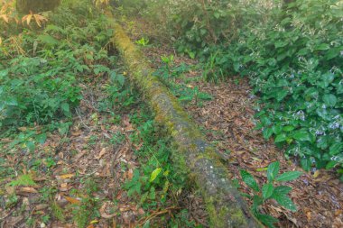 mon jong ulusal parkındaki ağaçta yeşil yosun, chaing mai, Tayland