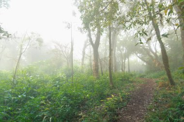 mon jong Ulusal Parkı 'nda tropikal yağmur ormanı, Chaing Mai, Tayland