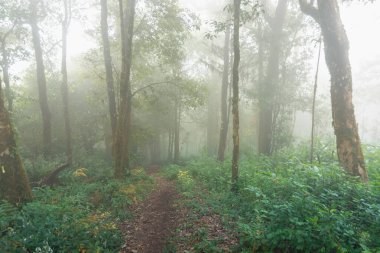 mon jong Ulusal Parkı 'nda tropikal yağmur ormanı, Chaing Mai, Tayland