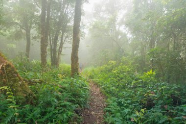 mon jong Ulusal Parkı 'nda tropikal yağmur ormanı, Chaing Mai, Tayland
