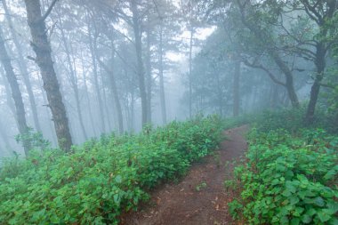 mon jong Ulusal Parkı 'nda çam ağacı yağmur ormanları, Chaing Mai, Tayland