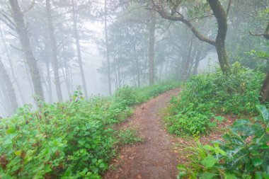 mon jong Ulusal Parkı 'nda çam ağacı yağmur ormanları, Chaing Mai, Tayland