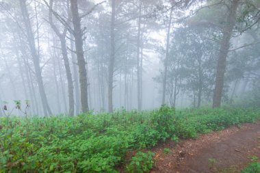 mon jong Ulusal Parkı 'nda çam ağacı yağmur ormanları, Chaing Mai, Tayland