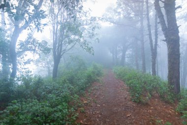 mon jong Ulusal Parkı 'nda çam ağacı yağmur ormanları, Chaing Mai, Tayland