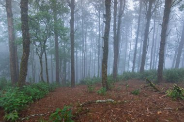mon jong Ulusal Parkı 'nda çam ağacı yağmur ormanları, Chaing Mai, Tayland
