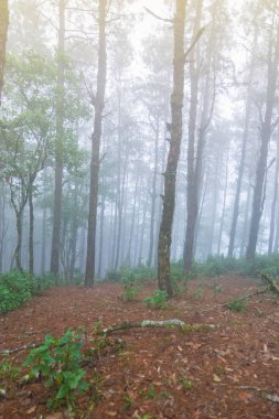 mon jong Ulusal Parkı 'nda çam ağacı yağmur ormanları, Chaing Mai, Tayland