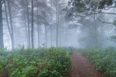 mon jong Ulusal Parkı 'nda çam ağacı yağmur ormanları, Chaing Mai, Tayland