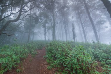 mon jong Ulusal Parkı 'nda çam ağacı yağmur ormanları, Chaing Mai, Tayland