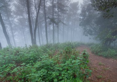 mon jong Ulusal Parkı 'nda çam ağacı yağmur ormanları, Chaing Mai, Tayland