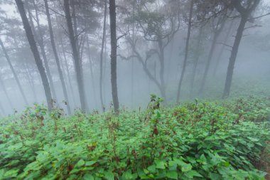 mon jong Ulusal Parkı 'nda çam ağacı yağmur ormanları, Chaing Mai, Tayland