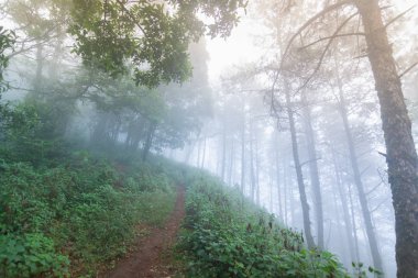 mon jong Ulusal Parkı 'nda çam ağacı yağmur ormanları, Chaing Mai, Tayland
