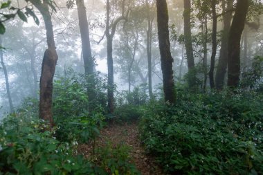 mon jong Ulusal Parkı 'nda çam ağacı yağmur ormanları, Chaing Mai, Tayland